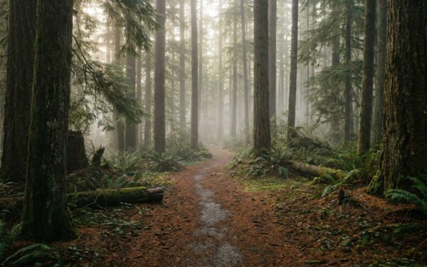 Misty forest path with morning light through pine trees